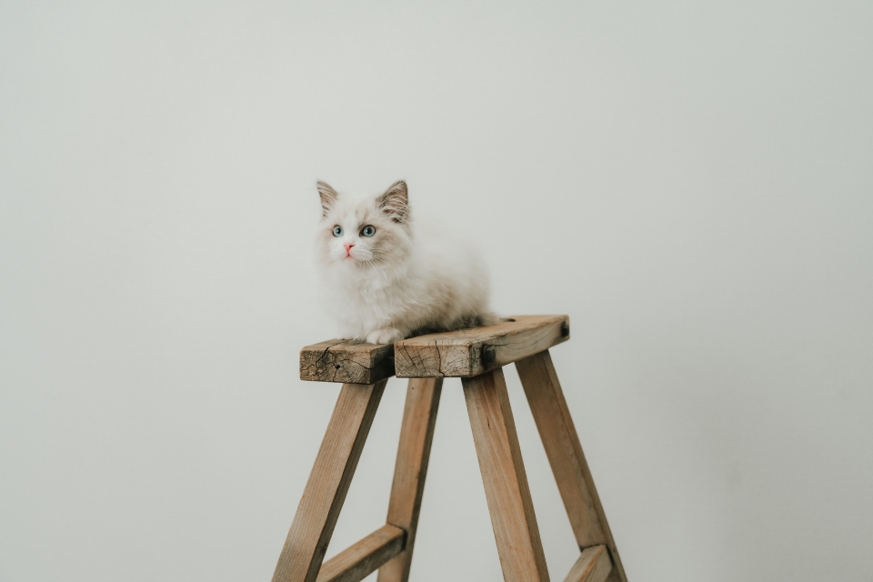 岐阜七五三、成人式、、ファミリーフォト岐阜、岐阜フォトスタジオ、フォトスタジオ岐阜ならLAUGH PHOTOラフフォトへ