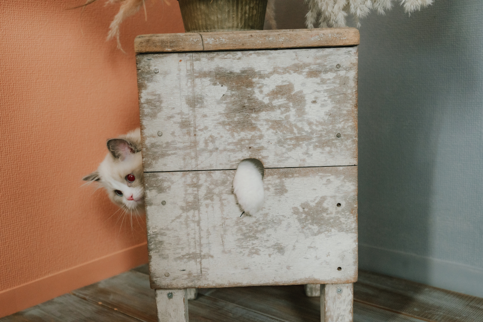 岐阜七五三、成人式、、ファミリーフォト岐阜、岐阜フォトスタジオ、フォトスタジオ岐阜ならLAUGH PHOTOラフフォトへ